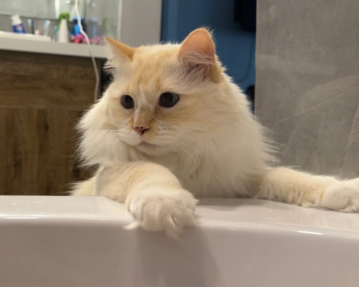 Blue the Part-Time Lifeguard: Supervising Bathtime