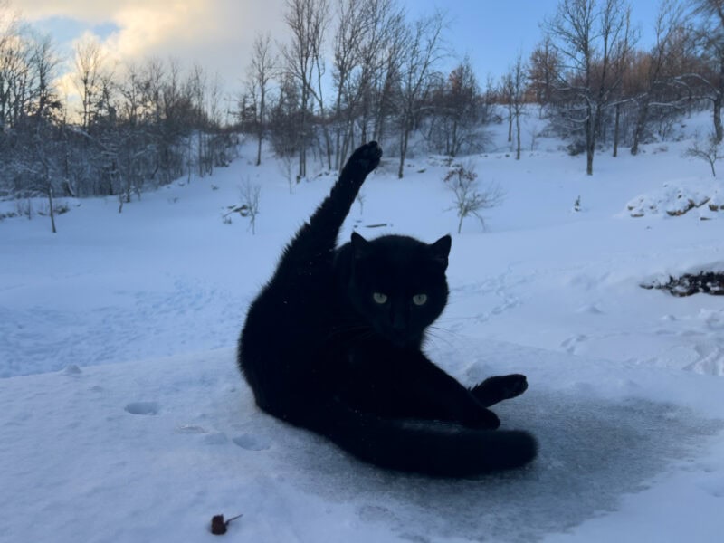 Cats And Their Strange Habits: Exploring Minnie, Nara & Miki's Quirks