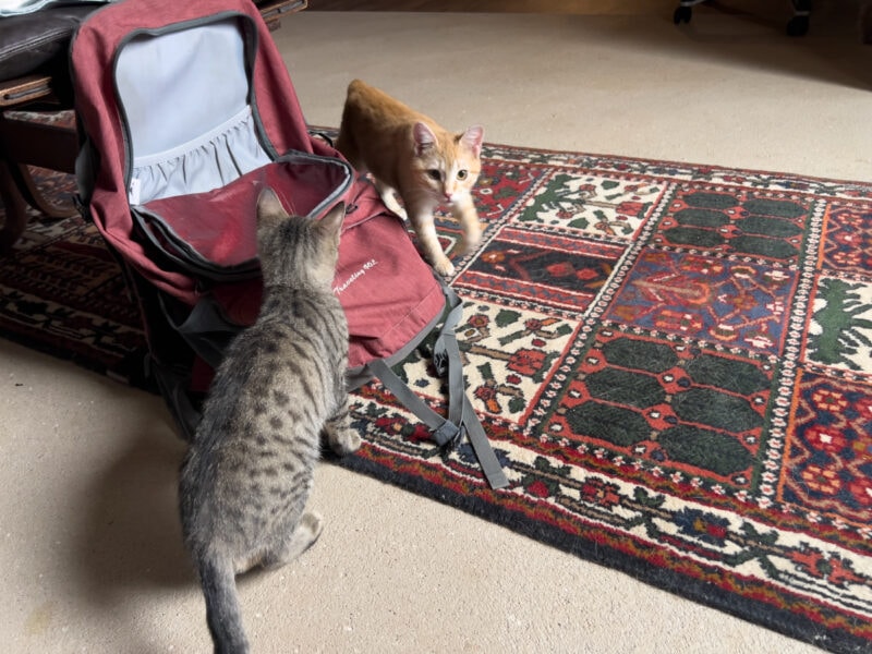 Maybe Kittens Can Be Friends After All: Minnie and Nara