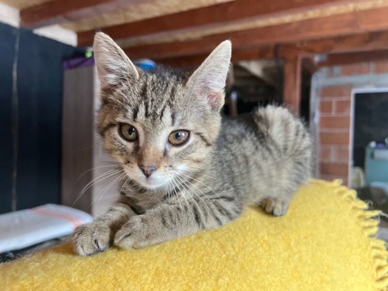 Kittens and Accidents: How Minnie Keeps Using Her Nine Lives