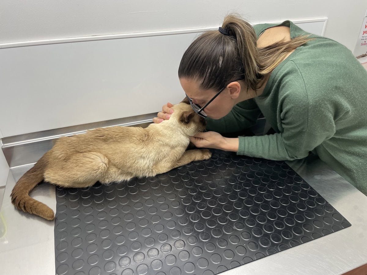 Time to Say Goodbye - Baby Cat Has Crossed the Rainbow Bridge