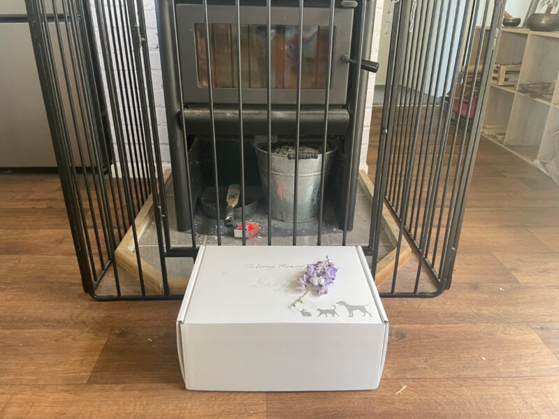 What Do You Do With a Cat's Body After They Die? Bringing Our Baby Cat Home