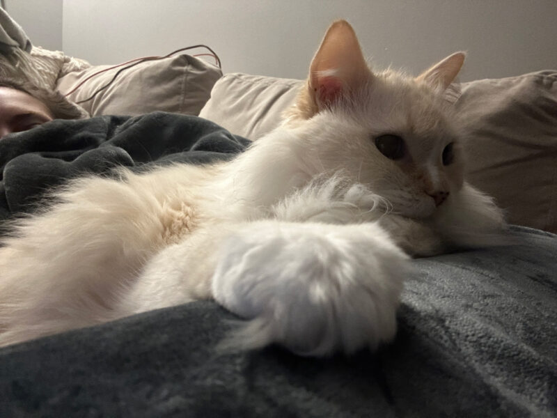 Bedtime & Witching Hour: Blue’s Intrusive Nightly Behaviors