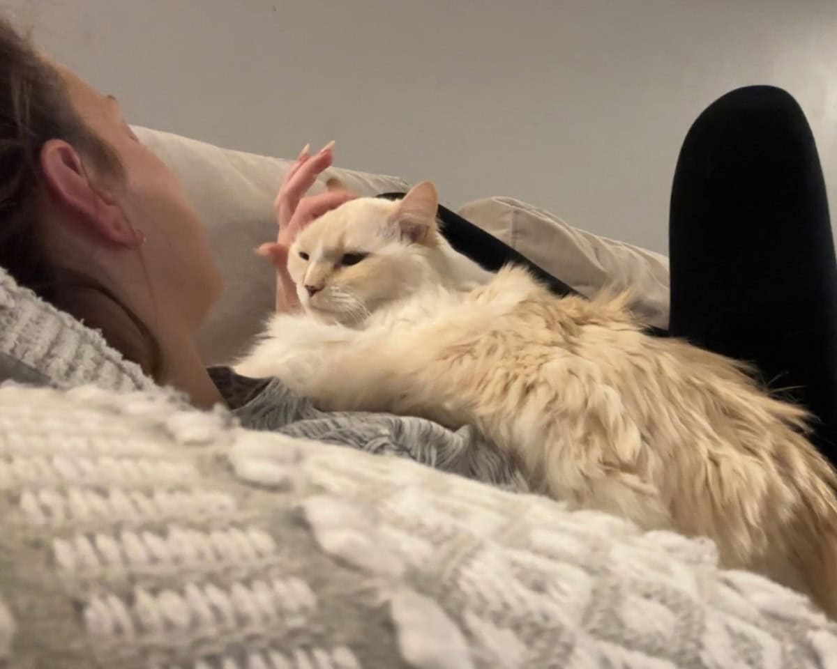 Transforming My Cat Relationship Through Blogging: Blue & Amanda Bond