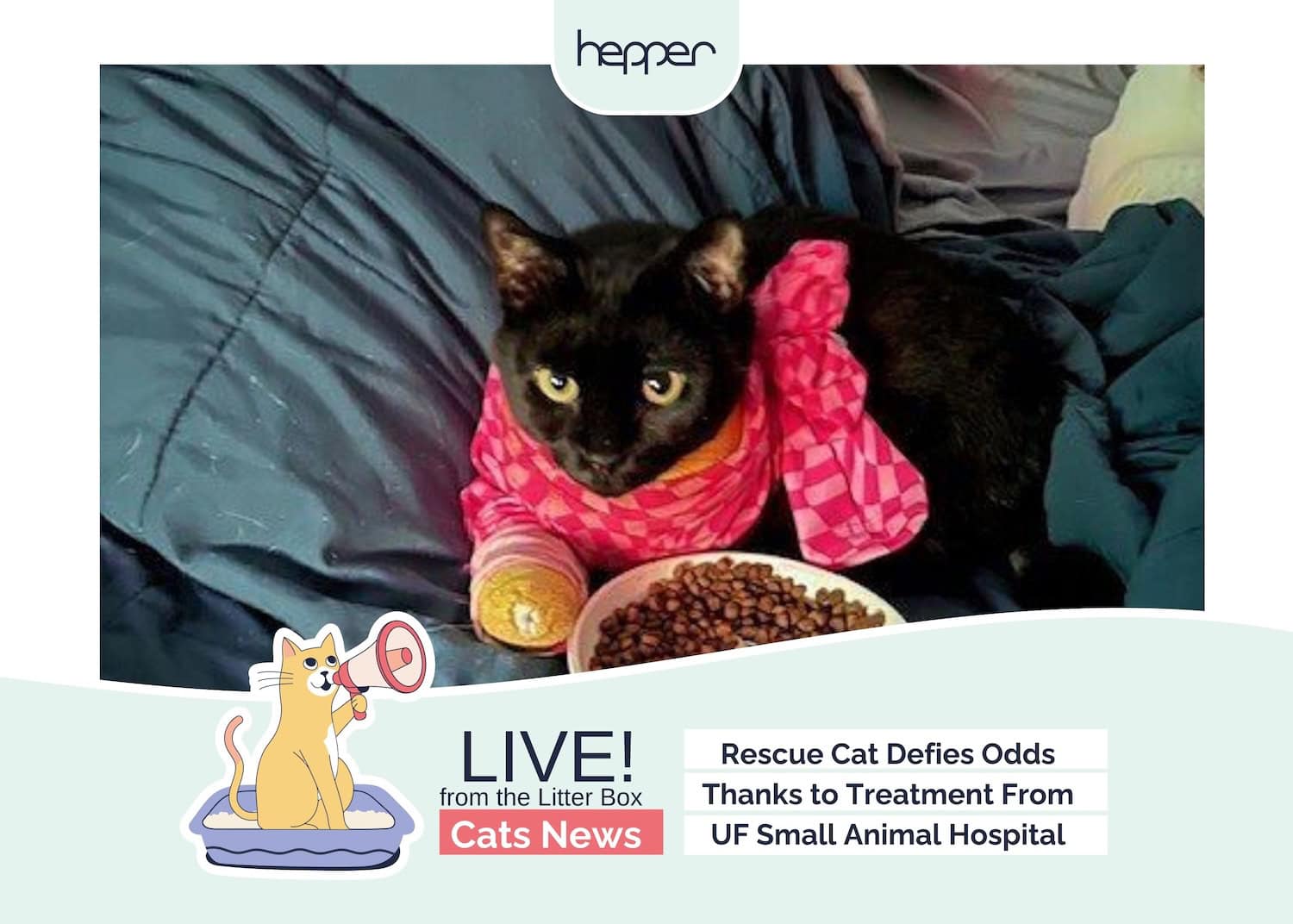Live From the Litter Box: Rescued Cat Defies the Odds After Treatment at UF Small Animal Hospital