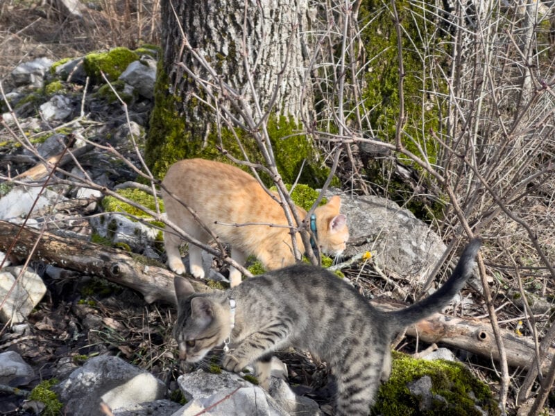 A Girls’ Day Out: Kittens in the Great Outdoors