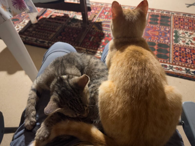 Cats and Spaying: It's That Time Of the Year