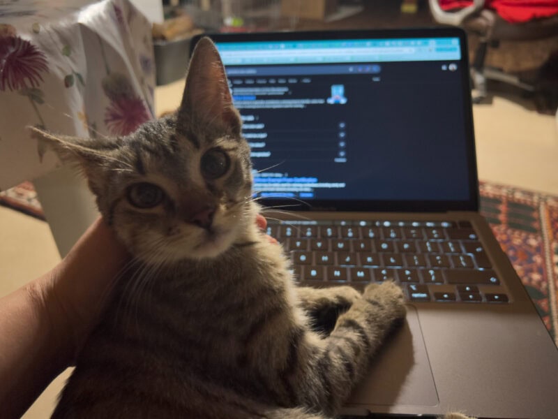 Do Cats Appreciate Their Resources? Minnie, Miki & Nara Can't Be Pleased
