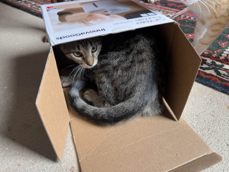 Cats That Are Unlike Cats: Minnie’s Story