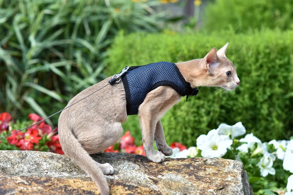 Why Do Cats Fall Over in a Harness? Possible Reasons & Tips