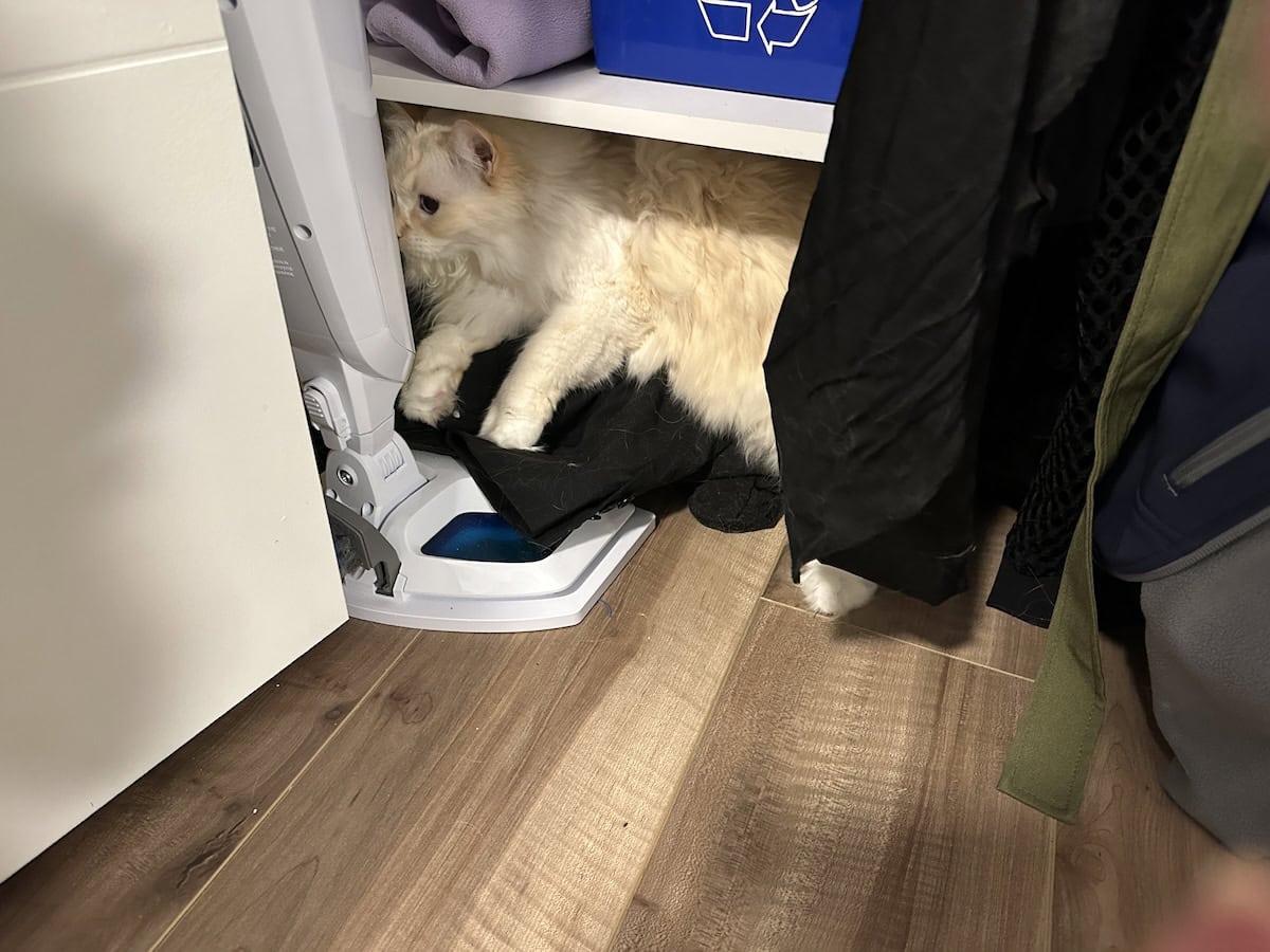 Locked Up: Blue Is Accidentally Forced Into Hiding