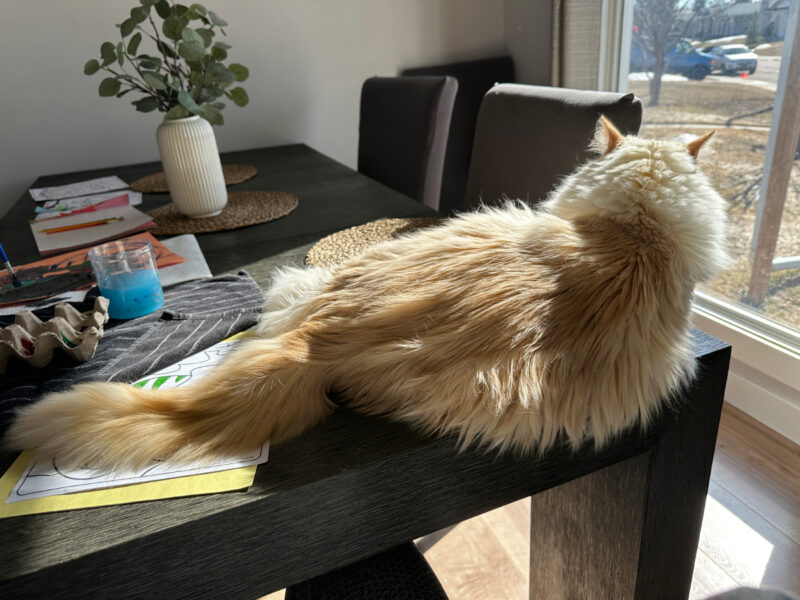 Sun Seeking Cats: Blue the Ray Basker