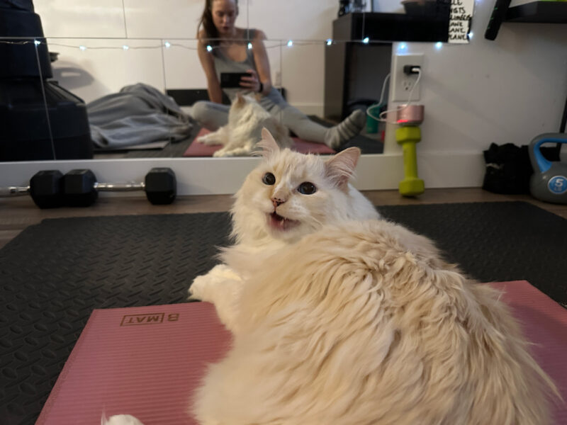 Early Morning Stretching with My Cat: Blue the Yogi