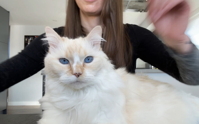 The Lap Detective - Blue Is On the Case