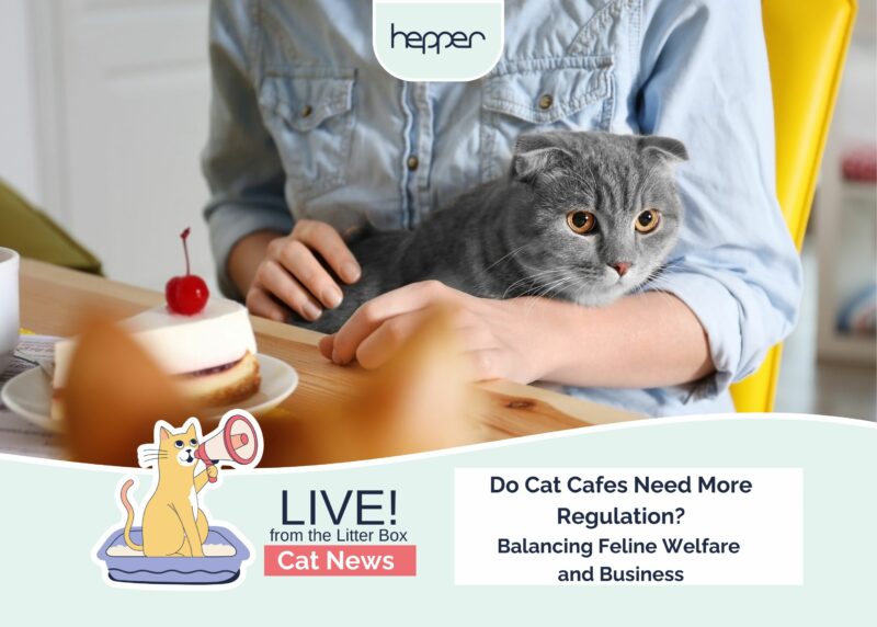 Live From the Litter Box: Do Cat Cafes Need More Regulation? Balancing Feline Welfare & Business