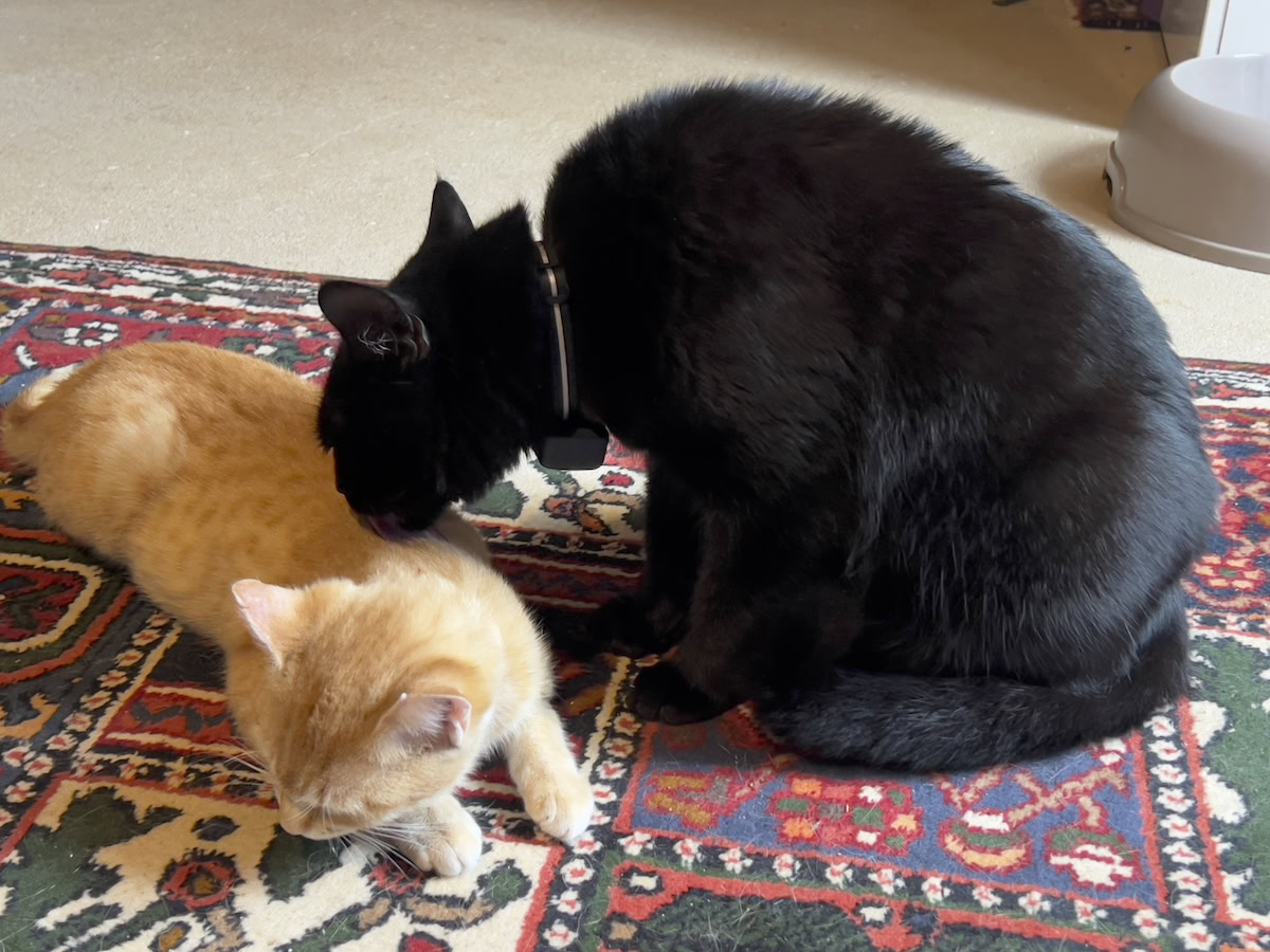 Back in My Cat's Good Graces: Miki and the Kittens