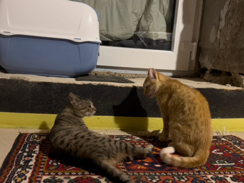 Cats and Litter Boxes: Too Many Options