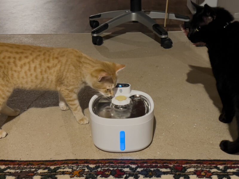Cats and Water Fountains: Miki, Minnie & Nara Test the Waters