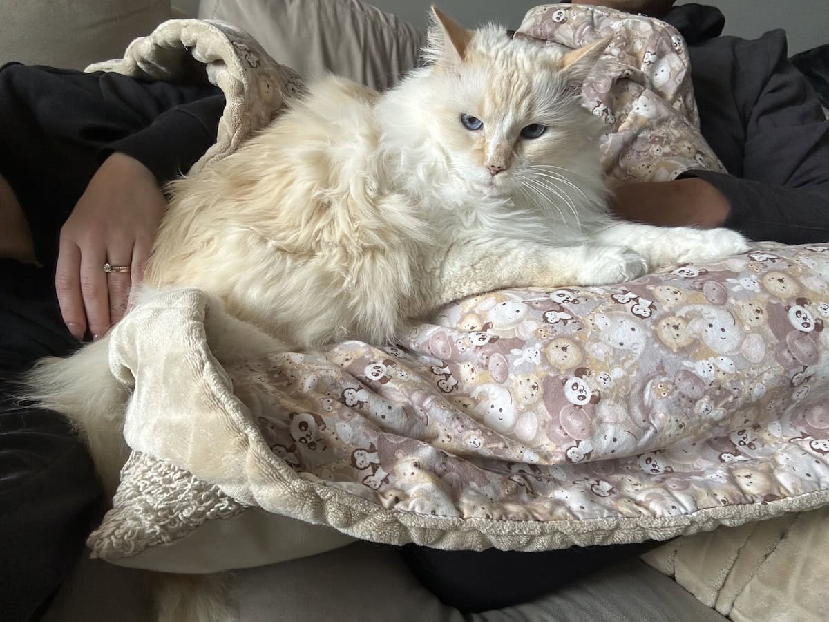 Cat Conspiracy Theories: Blue’s Suspicions