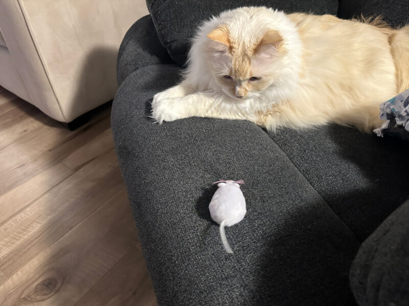 Electronic Cat Tech - Are Moving Toys Worth the Hype?