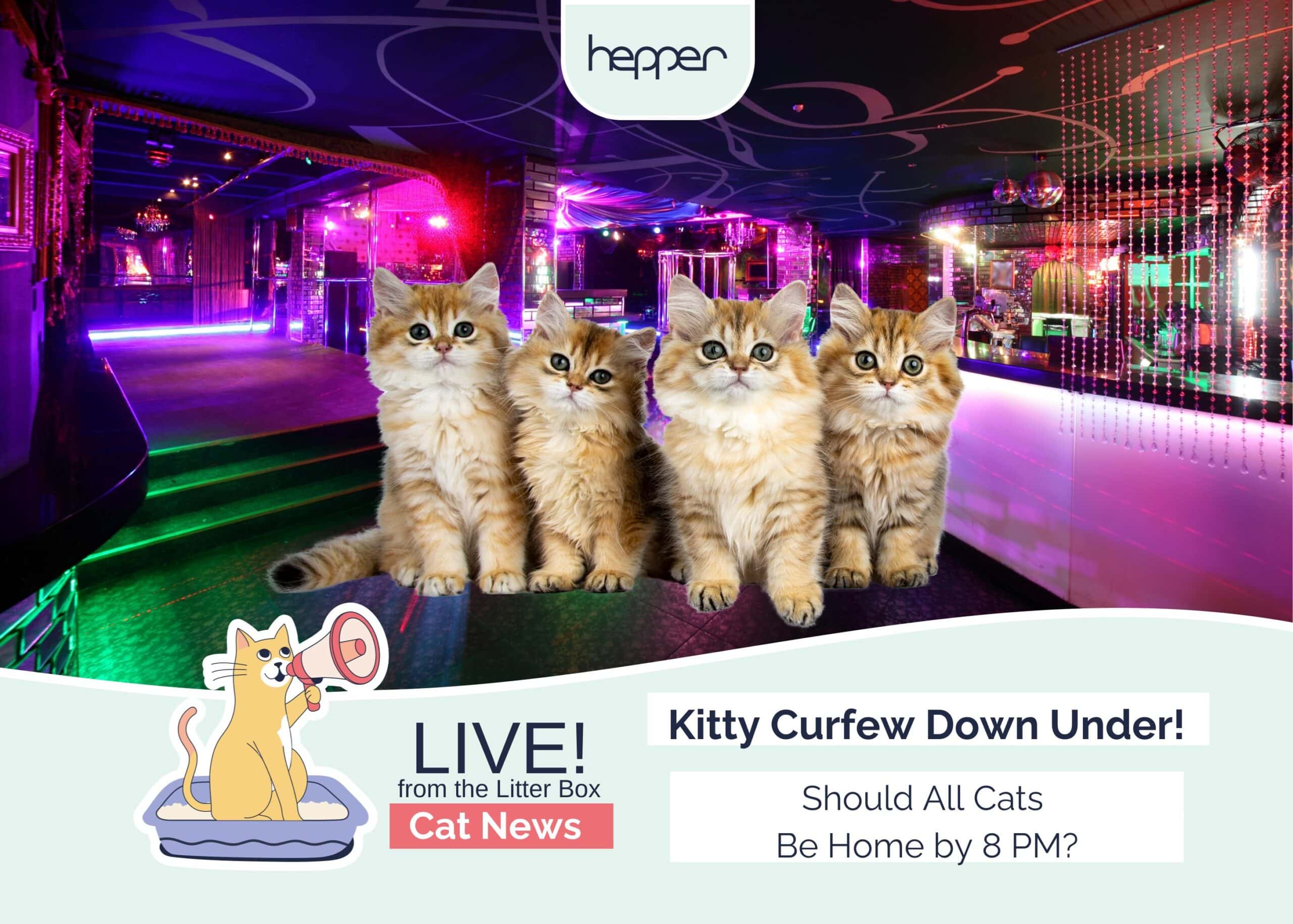 Live From the Litter Box: Kitty Curfew Down Under - Should All Cats Be Home By 8 PM?