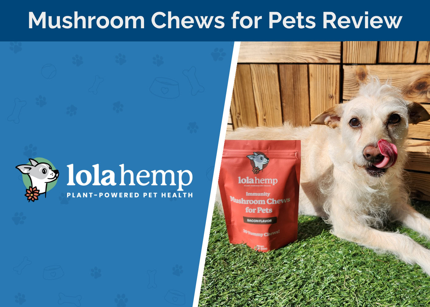 Lolahemp Immunity Mushroom Chews for Pets Review 2026: A Functional Natural Supplement