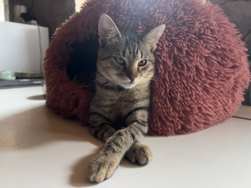 Purring Machines: Minnie & Nara's Unique Personalities