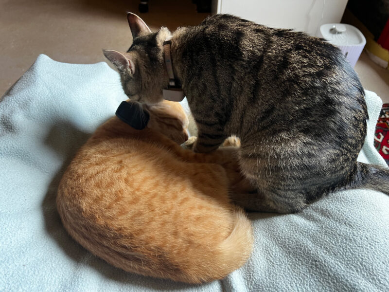 Cats and Bonding: What Is Allogrooming?