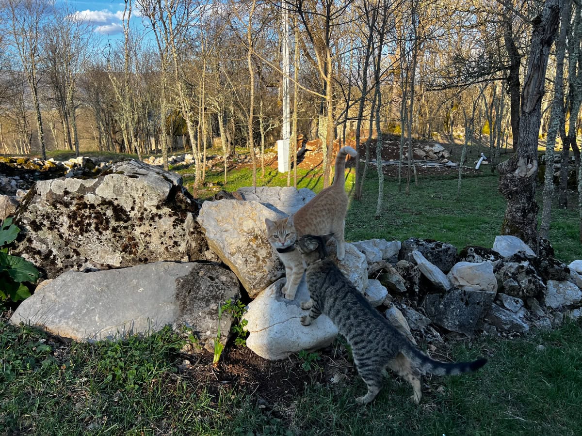 The Case of the Missing Cats: Miki, Minnie & Nara Hide From Guests