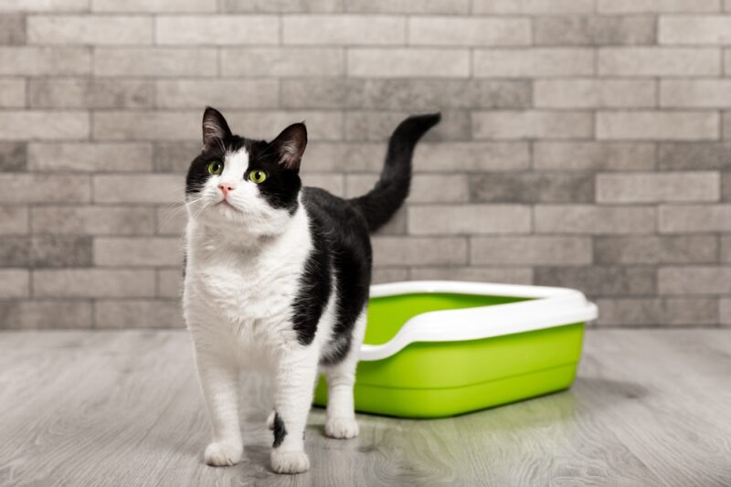 black and white cat standing in front of the litter box