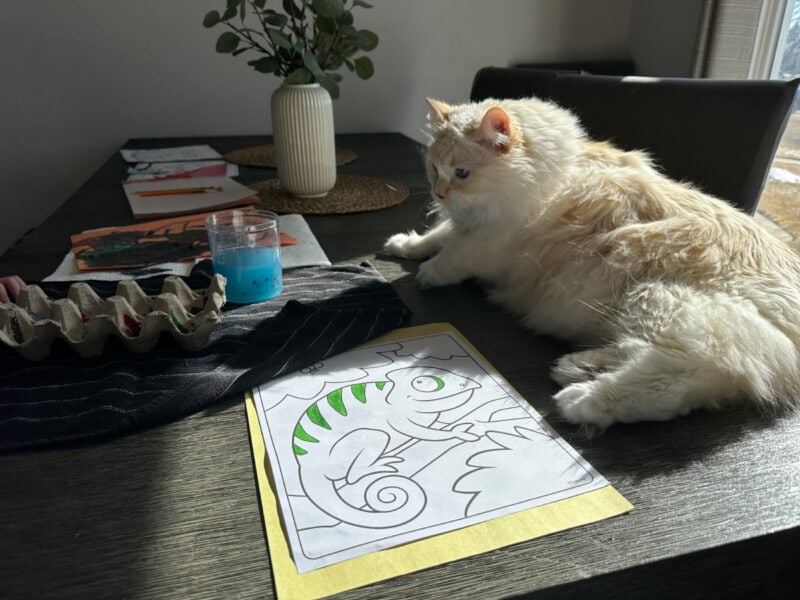 Painting for Cats 101 - Blue the Artist