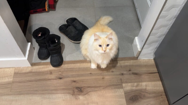 Sole Scents: Blue’s Love Affair with Shoes