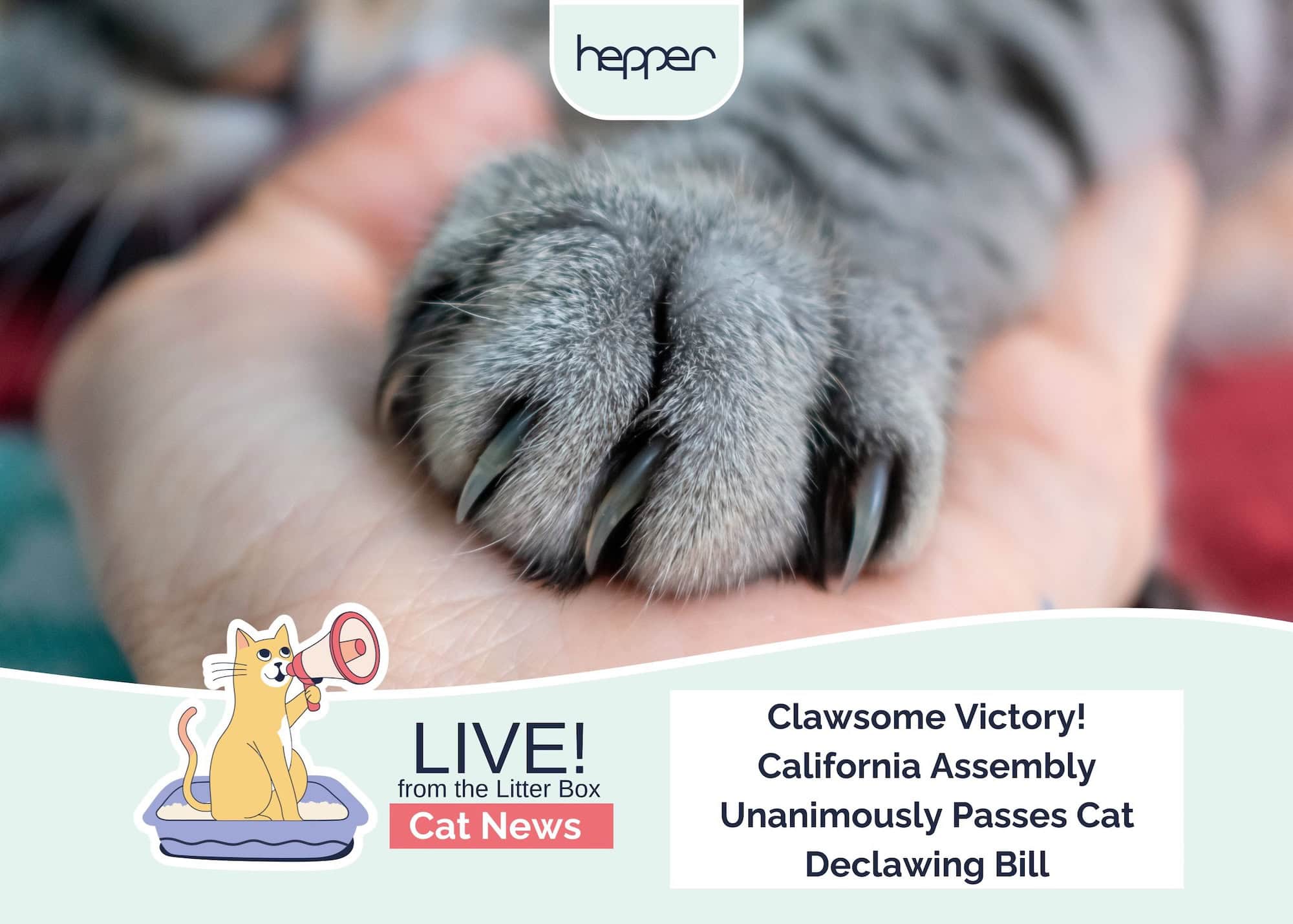 Live From the Litter Box: Clawsome Victory - California Assembly Unanimously Passes Cat Declawing Bill