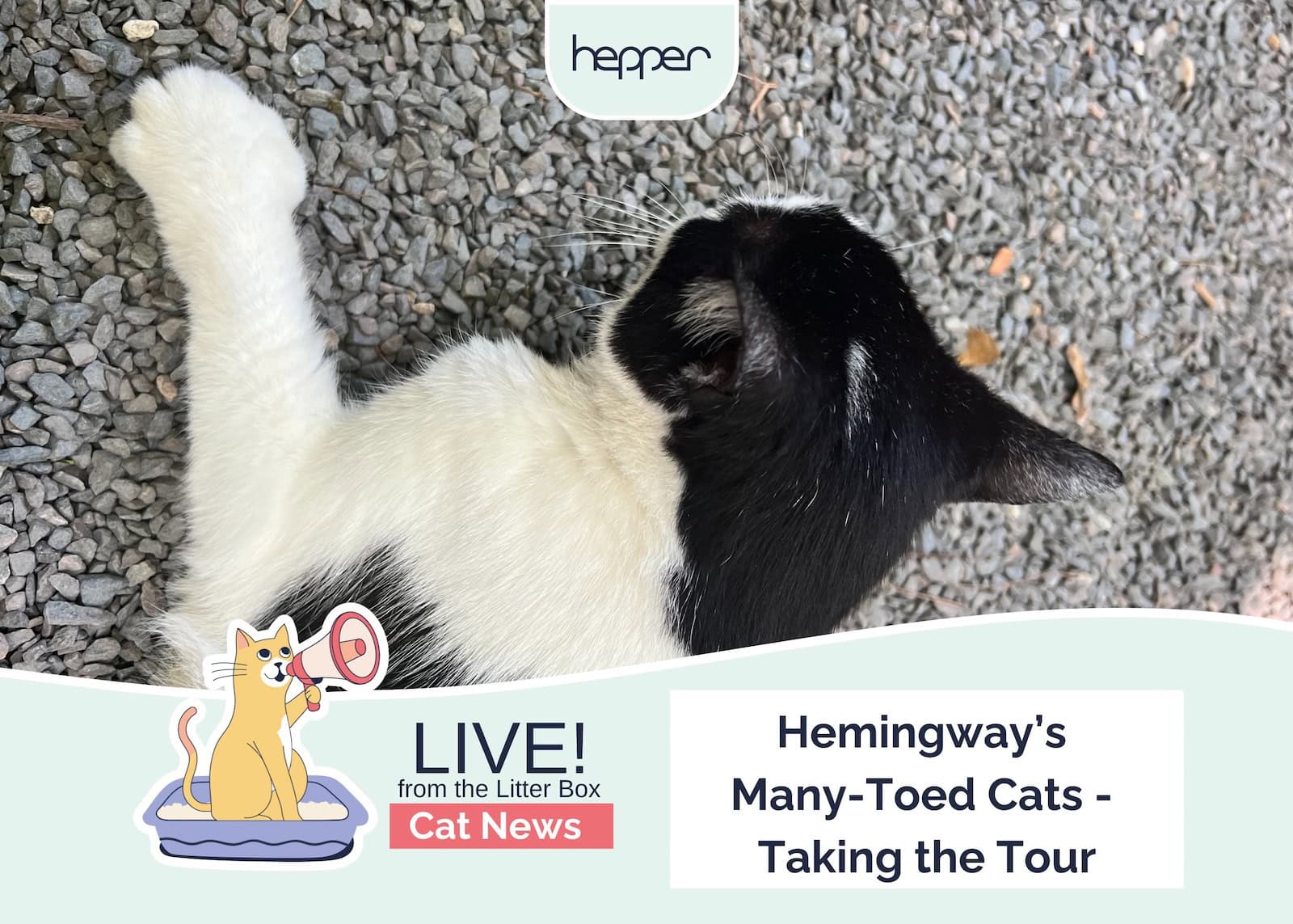 Live From the Litter Box: Hemingway's Many-Toed Cats - Taking the Tour