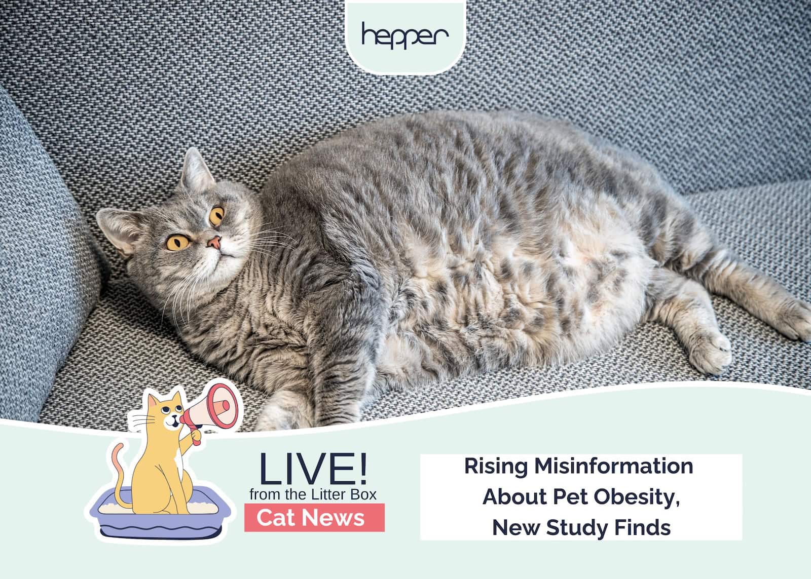 Live From the Litter Box: Rising Misinformation About Pet Obesity, New Study Finds
