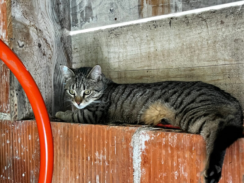 When Cats Hoard Objects: Minnie’s Collections