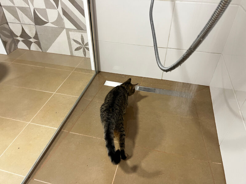 Cats in the Shower: Minnie's Water Obsession