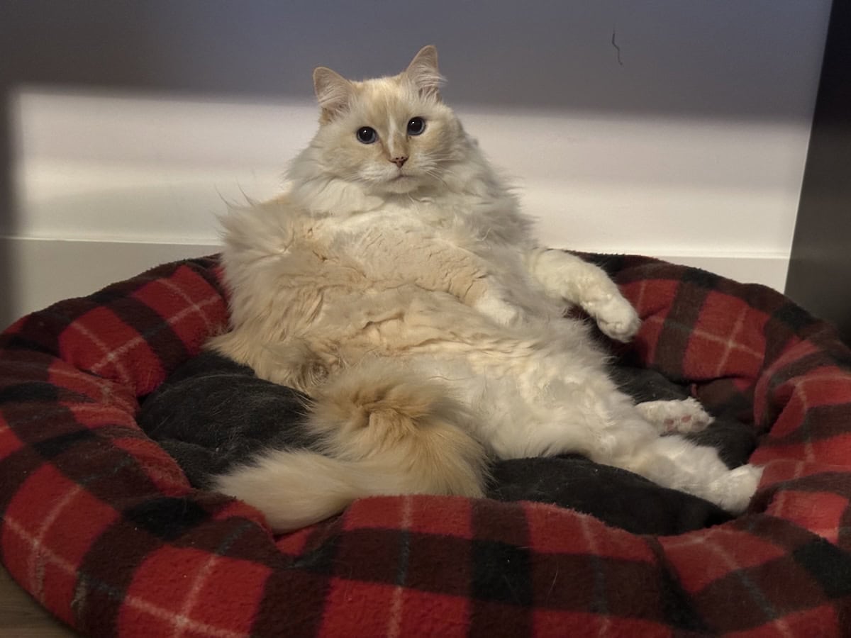 Meowing at Nothing: A Ghost, or Just Vibes?