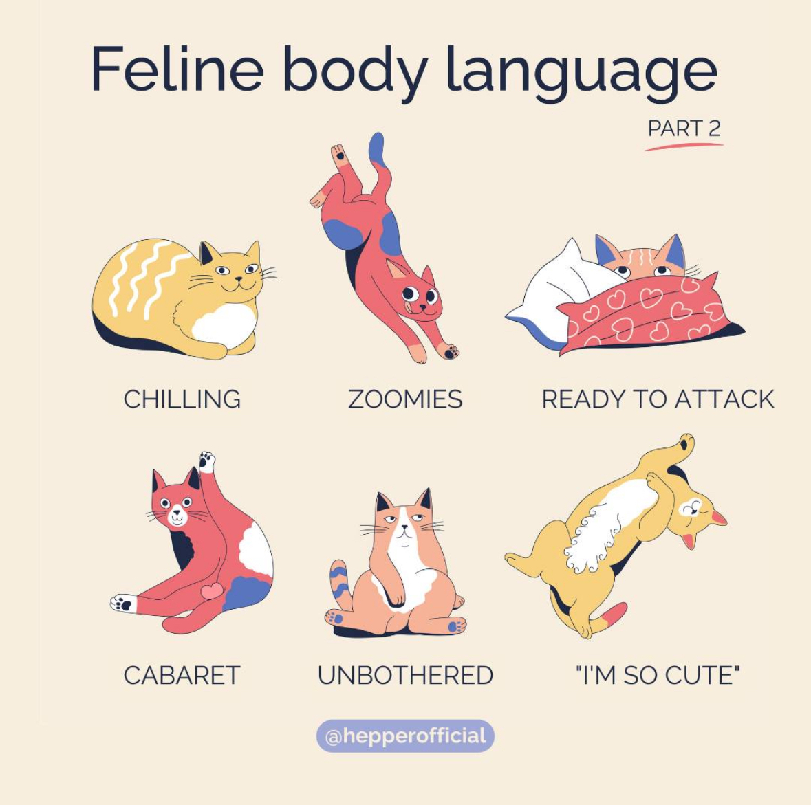 Which is your cat's favorite?

#CatsofInstagram #Instacat #CatLife
#PetInfluencer #PetContent #CatMomLife #CatDadLife
#PetAesthetic #CozyVibes