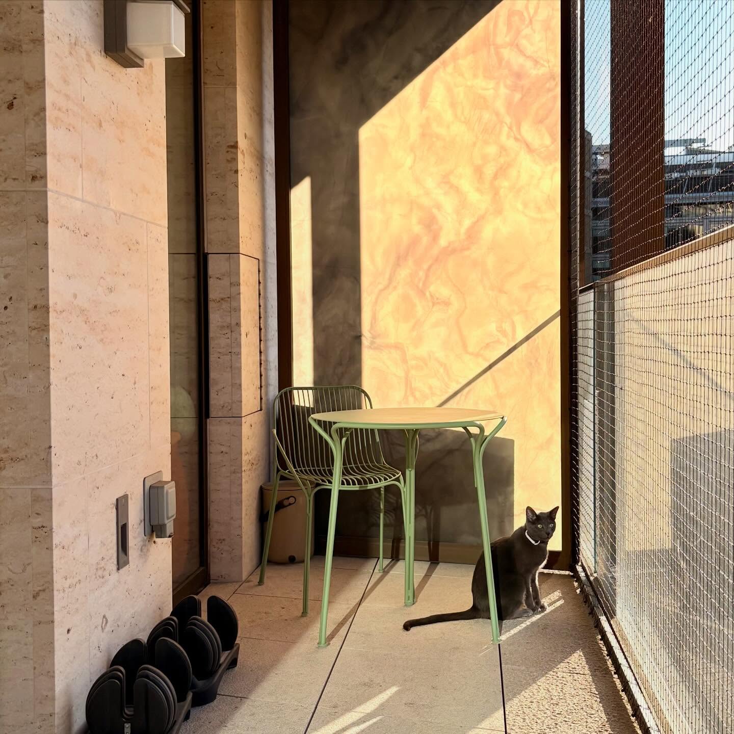 Enjoying the sun ☀️ 🐈‍⬛