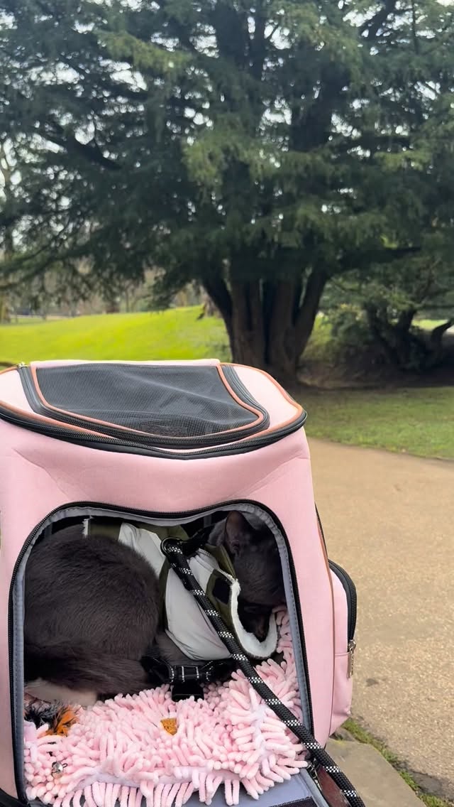 Enjoying nature 🌳