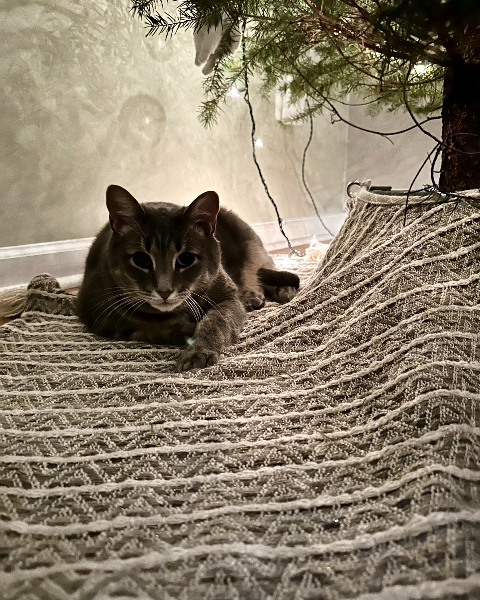 My favorite gift is already under the Christmas tree!