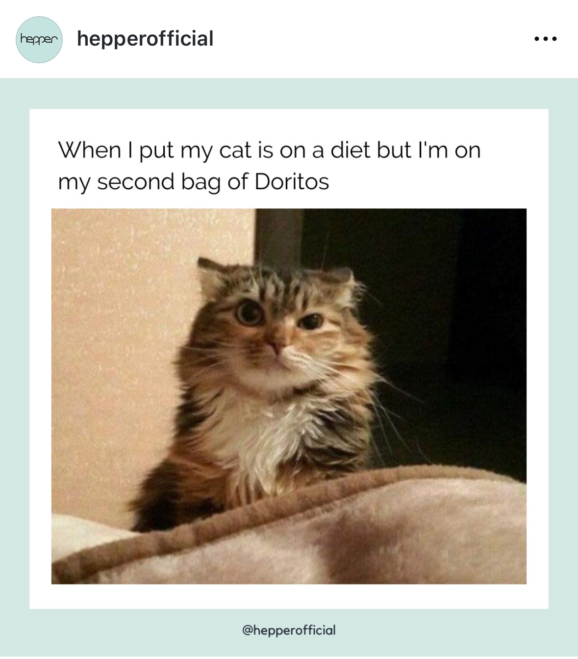 #repost because its so true! 

#CatsofInstagram #Instacat #CatLife
#PetInfluencer #PetContent #CatMomLife #CatDadLife
#PetAesthetic #CozyVibes