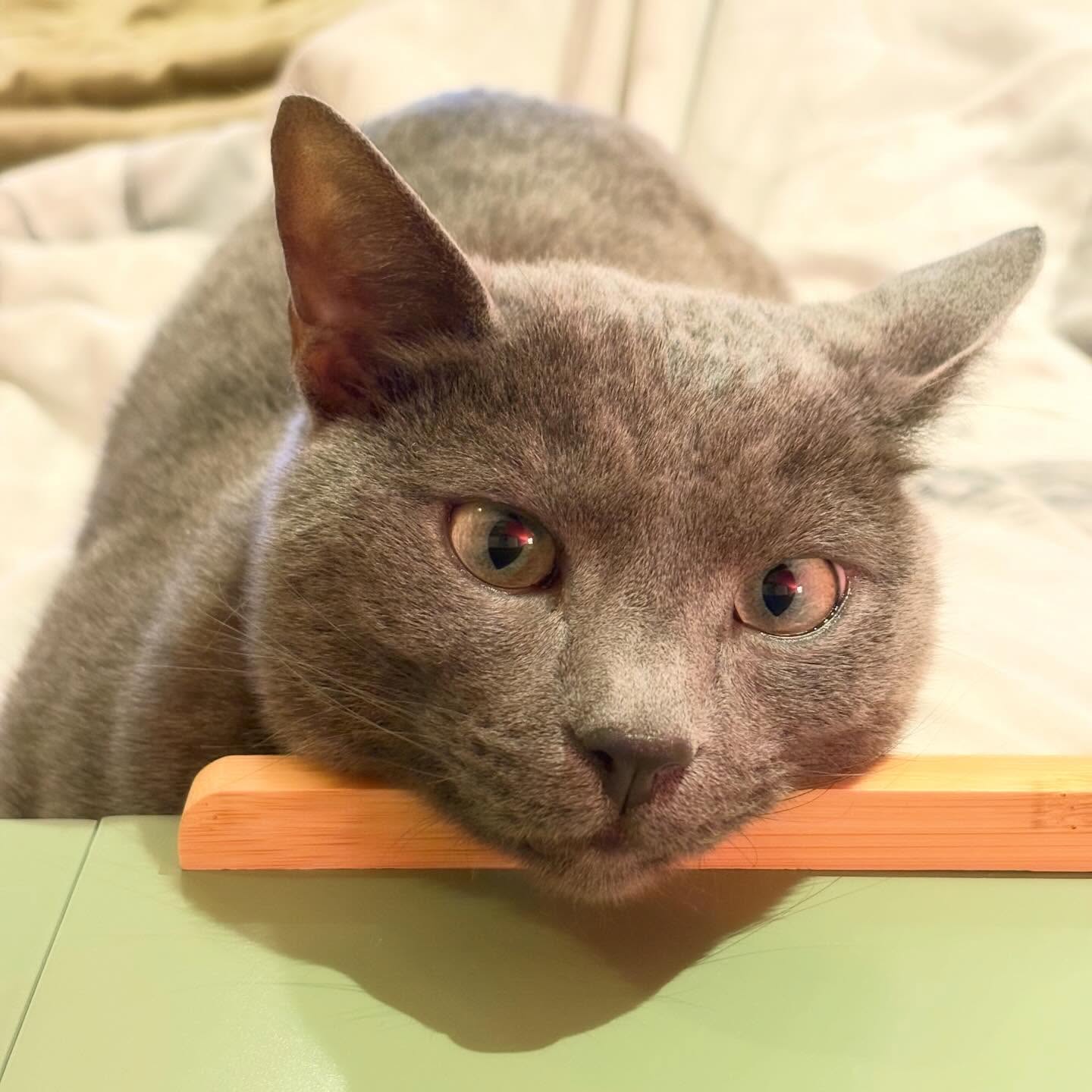 Green eyes on a green tray 💚 what could be more distracting than that at bedtime? #Raphael #russianblue