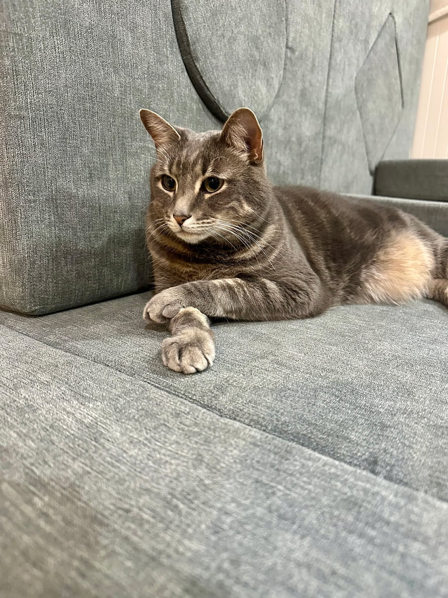 A reminder from Bloob to know your worth and never settle for less this New Year! 

#CatsofInstagram #Instacat #CatLife
#PetInfluencer #PetContent #CatMomLife #CatDadLife
#PetAesthetic #CozyVibes