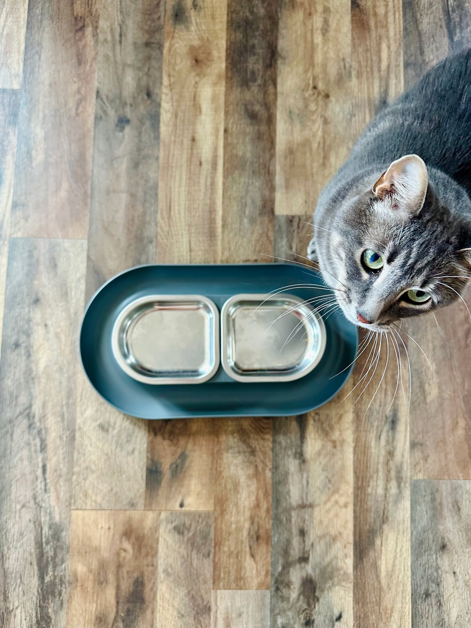 When the Nom Nom bowl is empty but clearly you're still starving!

#Hepper #HepperPets #HepperLife #HepperHome #HepperStyle
#ModernPet #PetDesign #PetEssentials #PetLifestyle