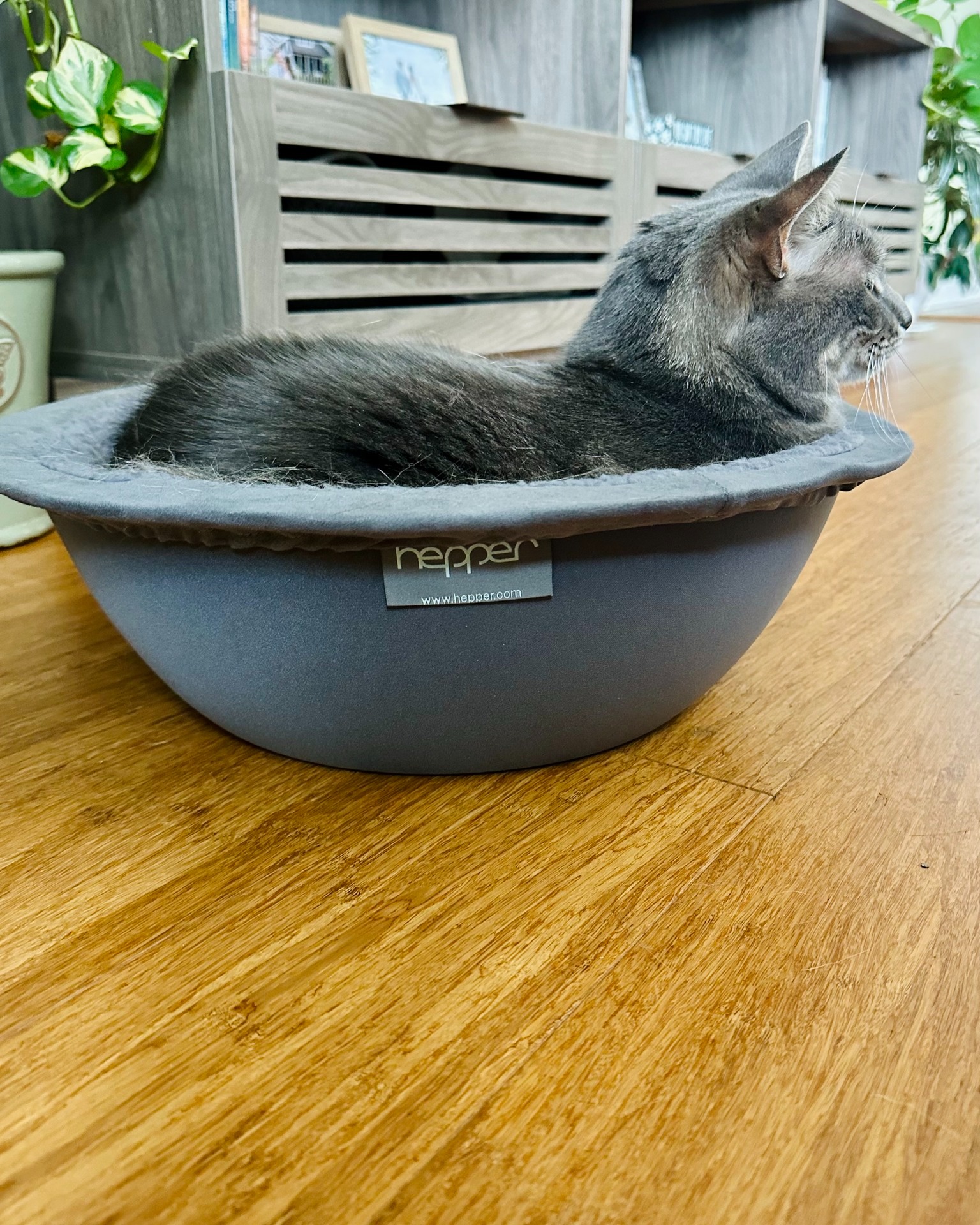 We know what your cat wants for Christmas: the Hepper Nest Bed! It's cozy, washable, and proven to be a favorite among cats. Link in our bio! #catchristmas #catbeds #catlover ##catsofinstagram