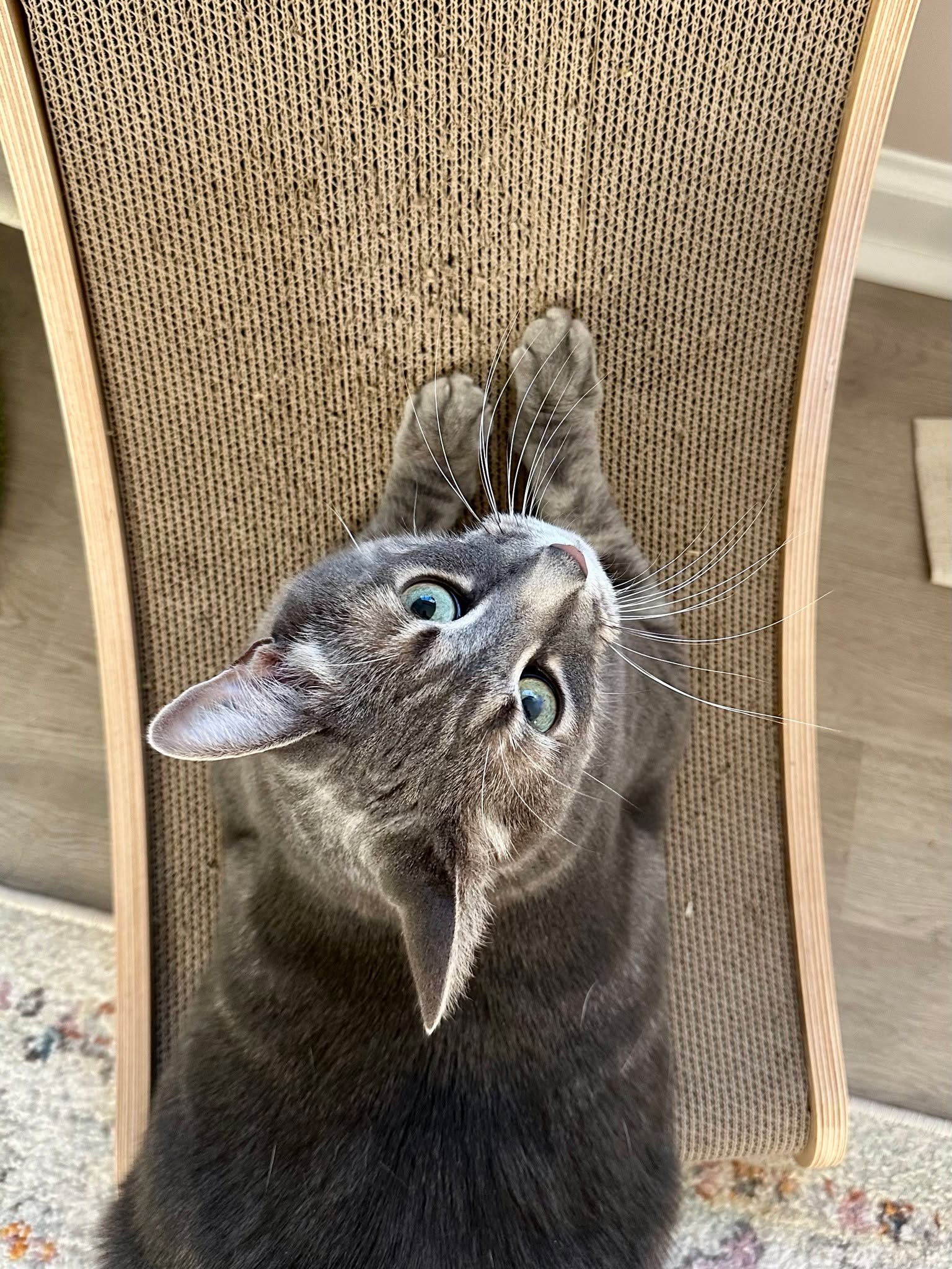 When you are being a good kitty and using the Hepper Hi Lo Scratcher instead of the furniture! 

#CatsofInstagram #Instacat #CatLife
#PetInfluencer #PetContent #CatMomLife #CatDadLife
#PetAesthetic #CozyVibes