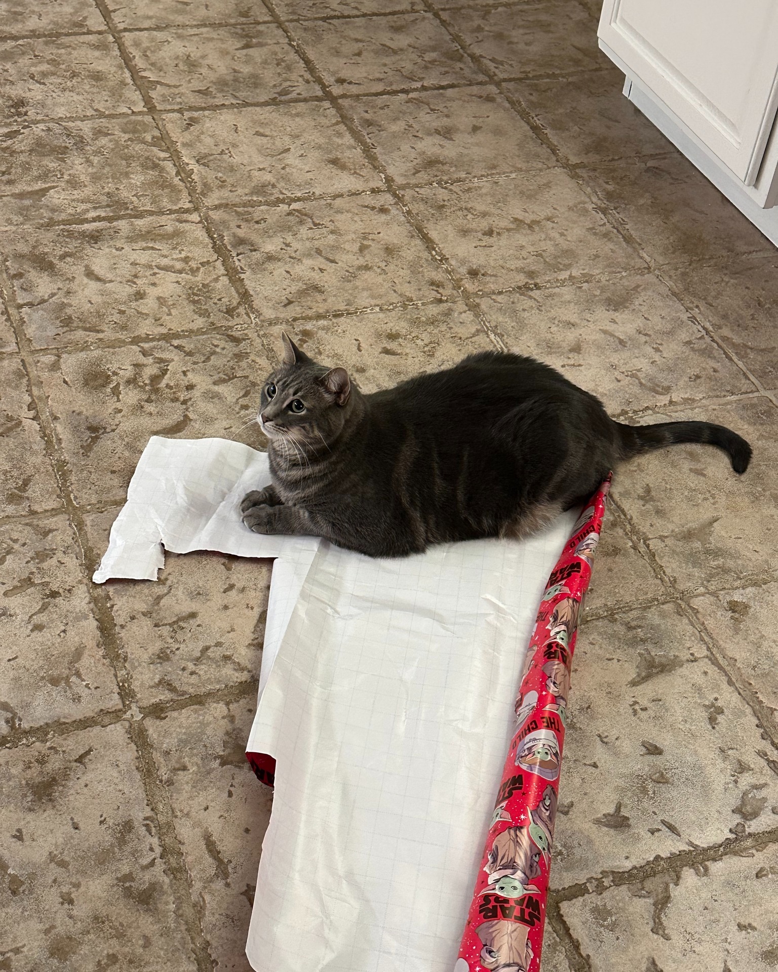 Wrapping the best gift of all! Send to someone who deserves a cat this Christmas!