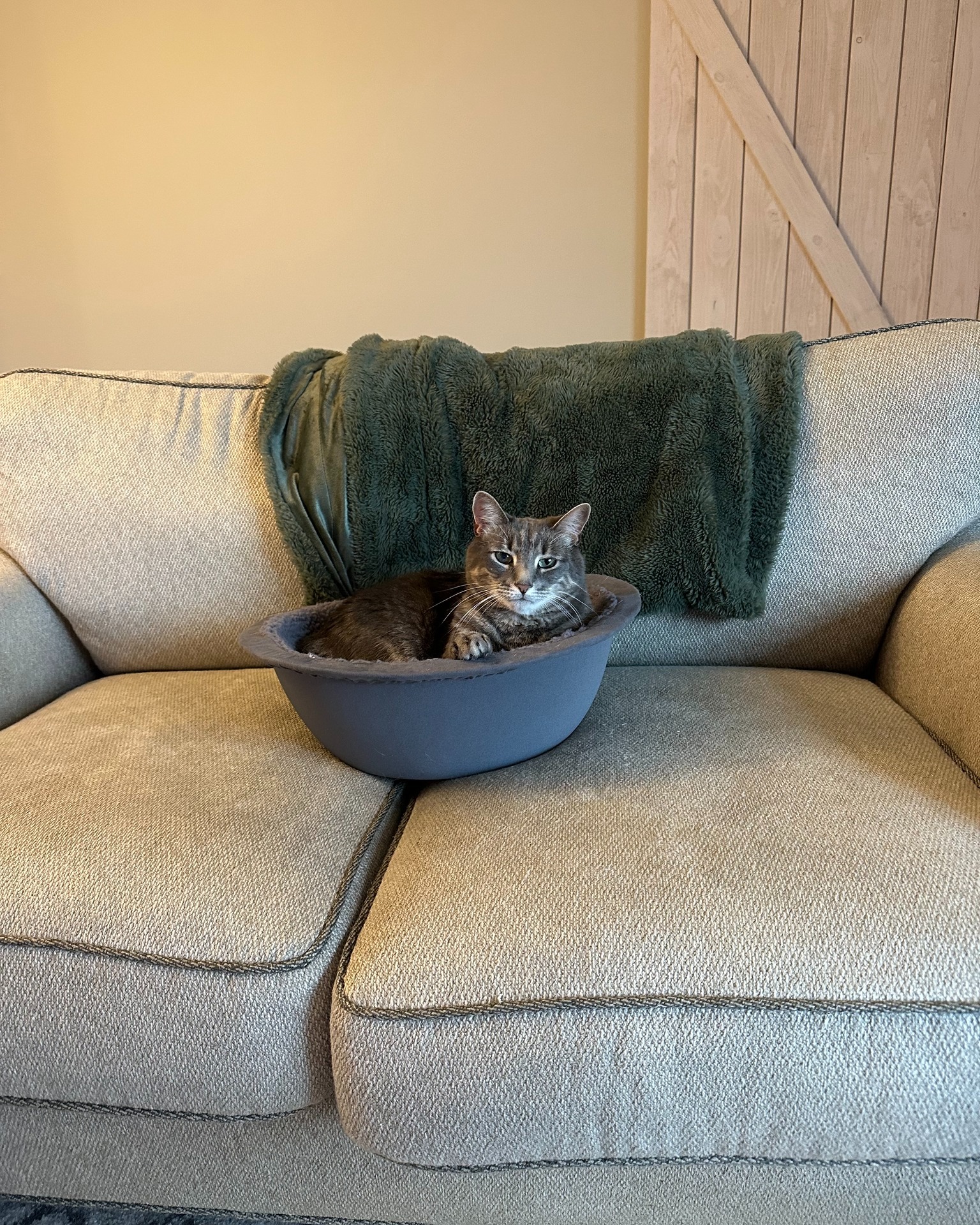 The only gift your cat wants: The Hepper Nest Bed.  Get it at the link in our bio!